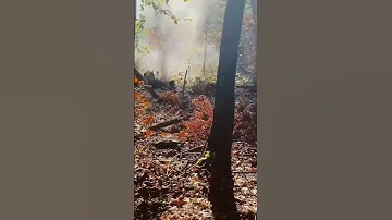 Tree vs “Sonic Boom” binary explosive