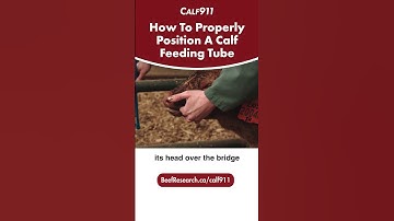 How to properly position a calf feeding tube   #calf911 #beefcattle #calving