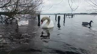 ❤🇮🇪MUTE SWAN FAMILY🦢CYGNETS TURNING WHITE💧#tranquility💧#ireland💧HELP site WATCH video🙏subscribe🙏#zen