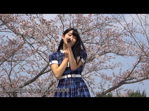 桜の下で。。。　アイドルコンサート　　お花見　CHERRY-BLOSSOM / JAPAN