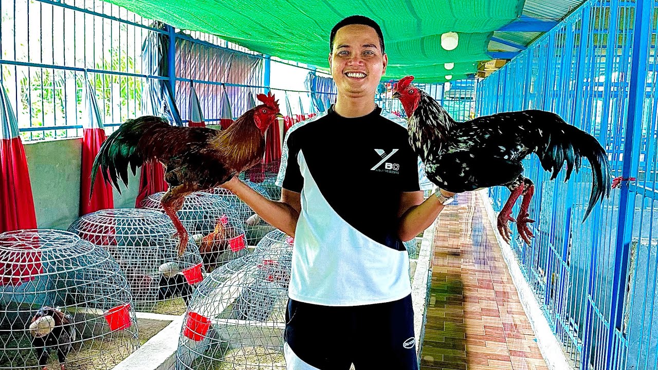 Tốp 🐔 Mới Phục Vụ Ae Xem Clips Vv