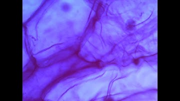 AmScope Inverted Microscope Examples