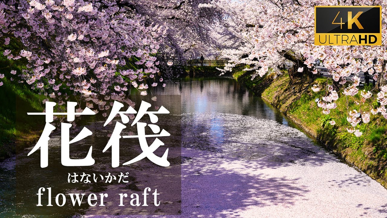 4k 日本一の桜 花筏 はないかだ 花吹雪 弘前公園桜まつり Youtube