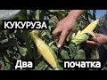 Сладкая кукуруза дает 2 хороших початка. Мнение фермера. Анджей и Свит Вондер