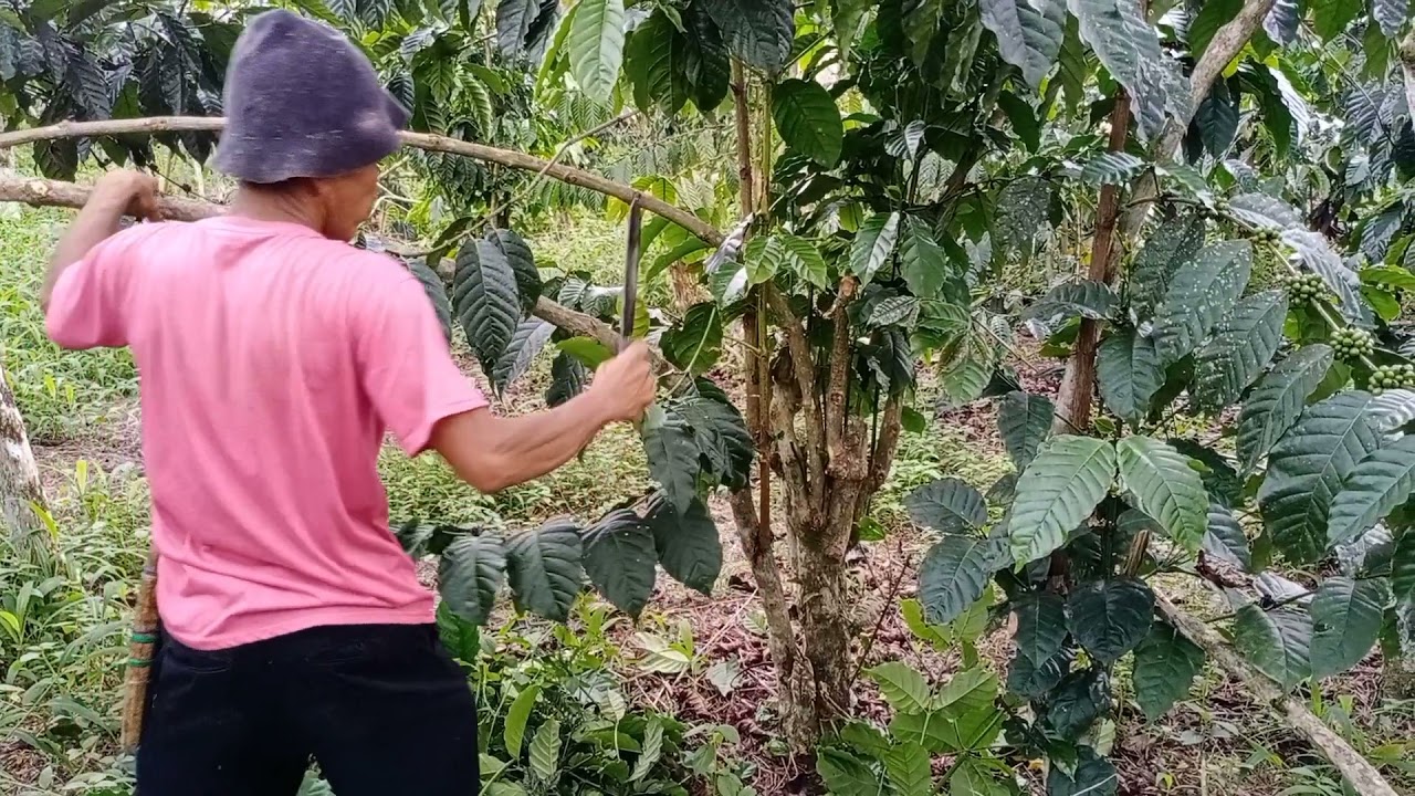 Cara Peremajaan, Wiwilan, nunas dan penyimpanan bahan kopi lancuran bersama black pink.