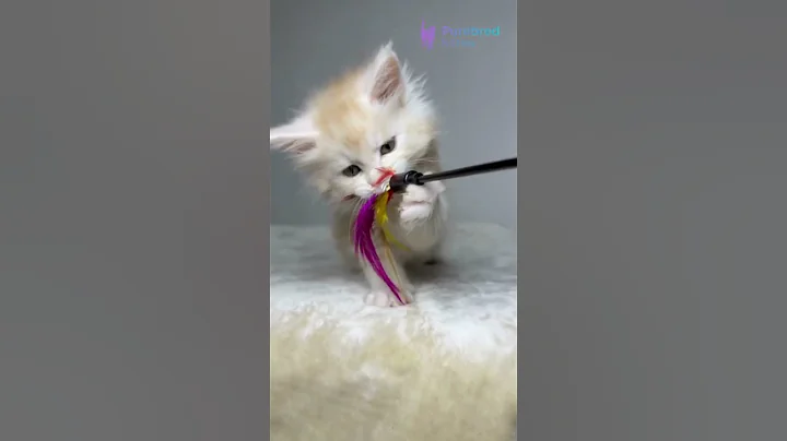 Video 11864581: mainecoons mainecoonkittens kitten, coon kitten mainecoonkitten, maine coon male kitten, red maine coon, maine coon boy