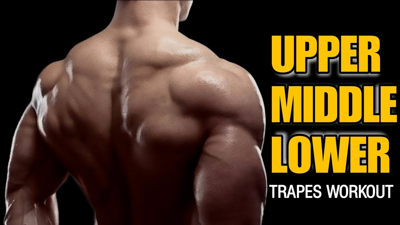 Trapes 7 best workout at zym