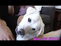 Dogs React To Puppy Noises..