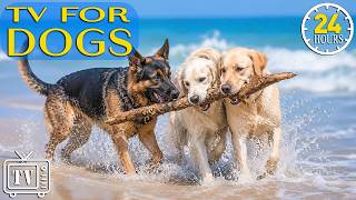 Dog TV 24/7: Cure Separation Anxiety Dogs | Calming Music & Entertainment for Dogs Left Home Alone