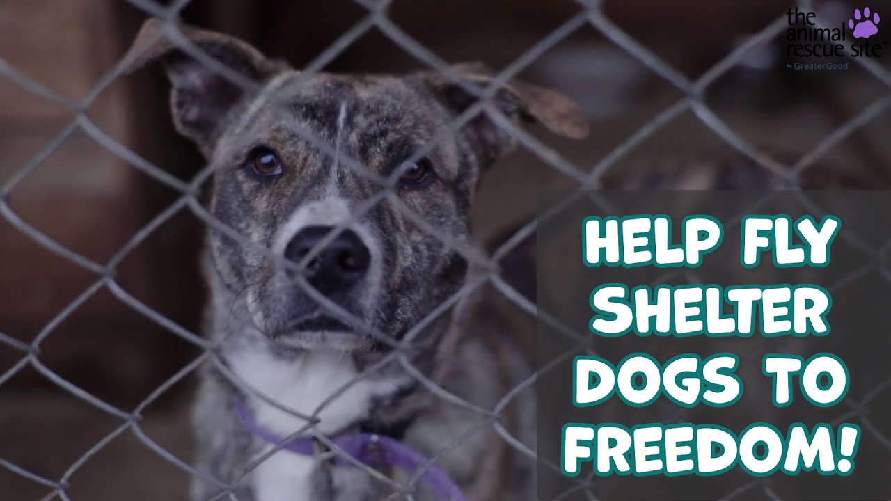 Help Fly Dogs At Overcrowded Shelters To Freedom! - YouTube