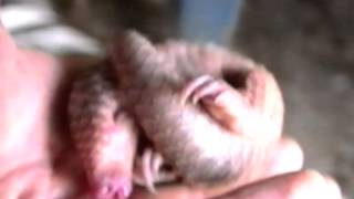 Baby Pangolin