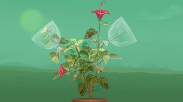 Leaves release Water Vapour during Transpiration