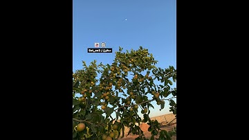شهر رمضان الذي أنزل فيه القرآن هدى للناس .. #سطوع #قناة_سطوع #تلاوة_خاشعة #تلاوة في #ثواني المعيقلي