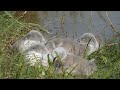 Cygnets of the Mute swan (Cygnus olor) sleeping in grass