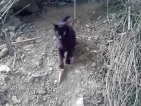 Vídeo: 3 maneres de conèixer un gat mort