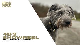 4B (Bedlington Whippet) - Showreel by Urban Paws Agency and Urban Paws Ireland 133 views 2 months ago 3 minutes, 56 seconds