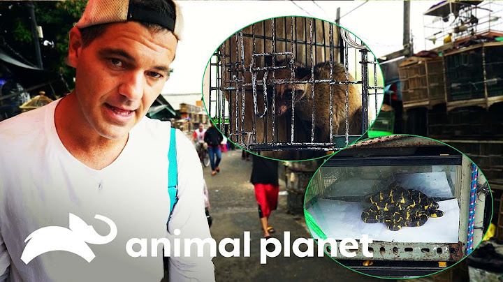 Frank conoce el peligroso mundo del tráfico de animales | Wild Frank | Animal Planet