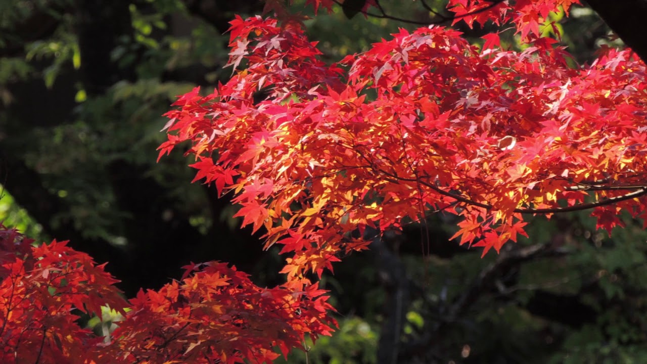 有栖川宮記念公園 紅葉 Arisugawanomiya Memorial Park Autumn Leaves Youtube