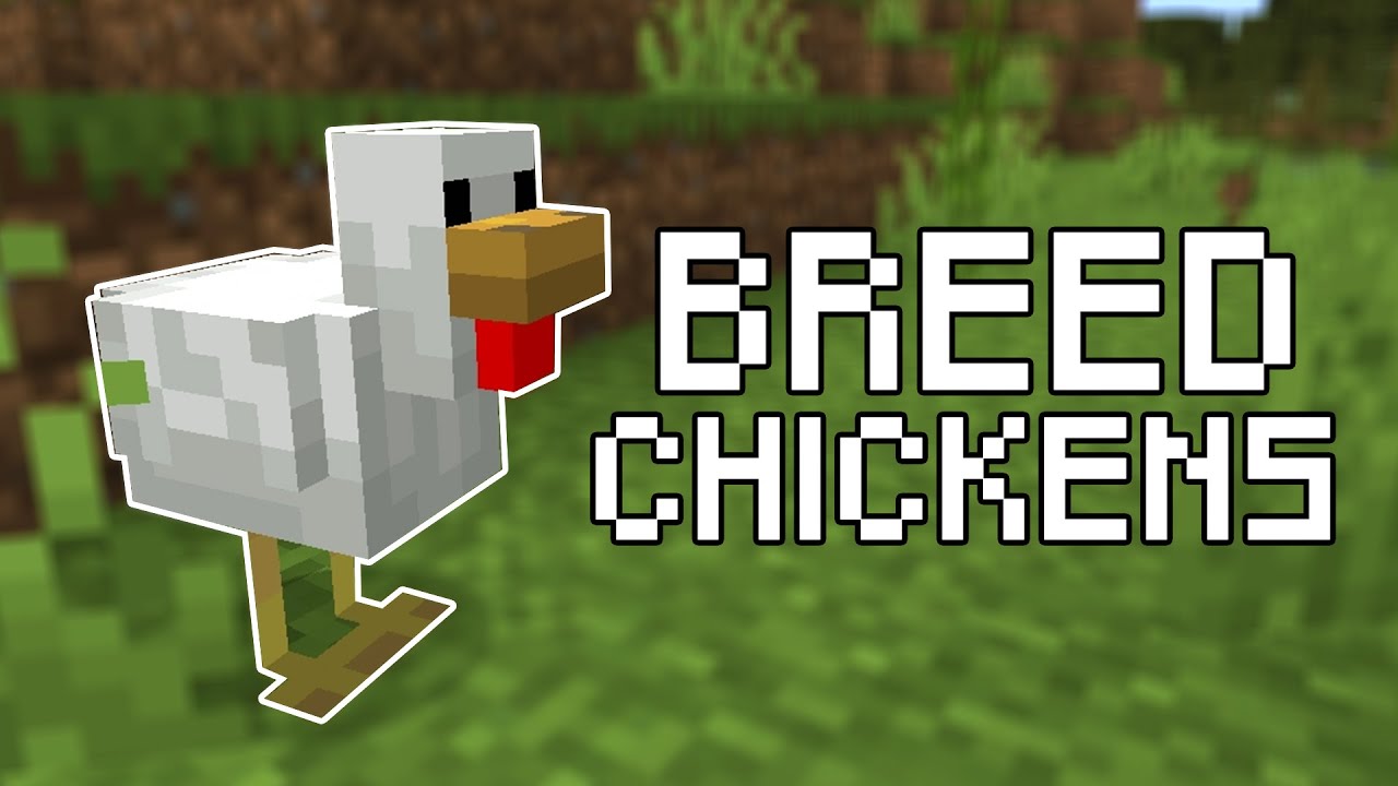 How to Breed Chickens in Minecraft (All Versions) YouTube