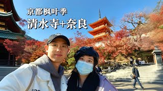 京都旅行VLOG第二集，清水寺枫叶季太美了！ by 飯糰小夫妻 2,066 views 4 months ago 16 minutes