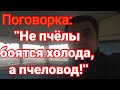 Боятся ли пчелы холода? Утеплять или не утеплять пчел осенью?