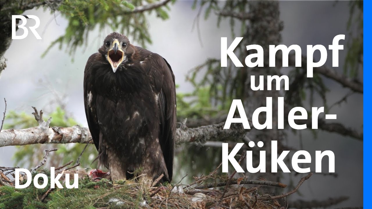 Steinadler: Wie Ranger um einen jungen Adler kämpfen I Abendschau Reportage I Doku | BR | Berge