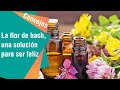 La flor de bach, una solución para volver a ser feliz | Consejos para usted