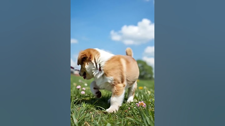 Вот так выглядит настоящая радость 🐾