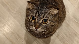 видео: Обзор прицепа Мзса и доработка. картинка: Обзор прицепа Мзса и доработка.