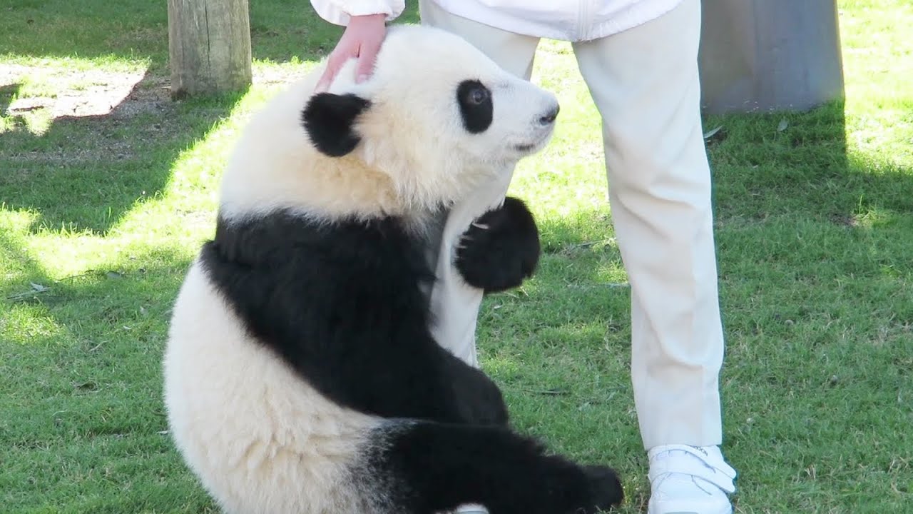 哺乳瓶でミルクを飲む双子パンダ♥ 早く欲しくて飼育員さんの足に 