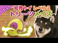 犬の知育玩具 ニーナオットソン レベル2 トリーツ メイズ 柴犬がレビュー!【知育トイ 犬おもちゃ】