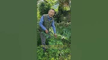 Cây Núc Nác và công dụng tốt