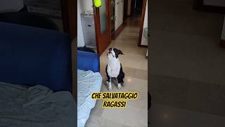#puppy#play#funny