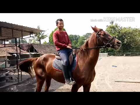 Video: Bagaimana Cara Belajar Mengendalikan Kuda?
