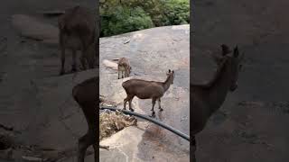 Nilgiri Tahr (Nilgiritragus hylocrius) at Eravikulam National Park