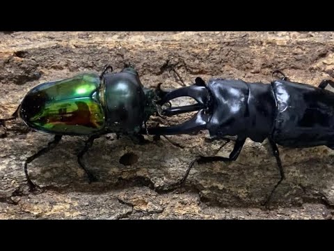 ［衝撃決着］コンフキウスノコギリクワガタVSニジイロクワガタ