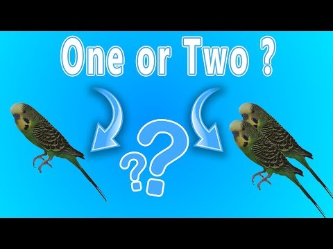 Video: Haruskah saya mendapatkan satu atau dua budgie?