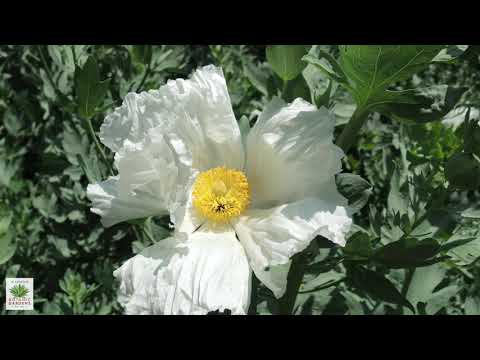 วีดีโอ: Matilija Poppy Planting - วิธีปลูก Matilija Poppie ในสวนของคุณ