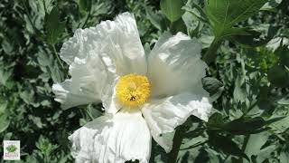 UCRBG California Native Plant Video Series: Matilija Poppy