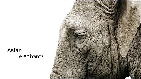 The Asian Elephant: An Endangered Icon - DayDayNews