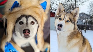 Shelby The Husky Would Be Proud!