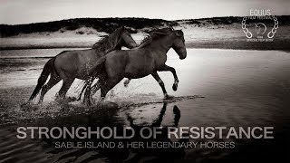 Stronghold of Resistance: Sable Island & Her Legendary Horses