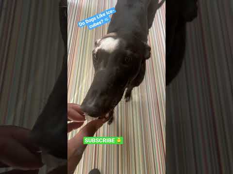 DO DOGS EAT