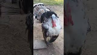 what's happening 🤯 #animals #animals #entertaininganimals #turkeybird #turkeytail #turkey
