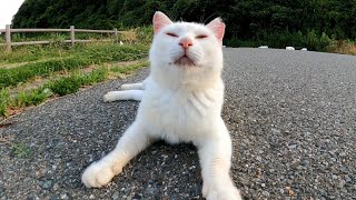 白猫の集会に参加して一人だけいた人懐っこい猫をナデナデしてきた