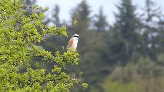 Red-backed Shrike, Lanius collurio, Grauwe Klauwier, Ommen, OV, the Netherlands, 16 May 2026 (5/5)