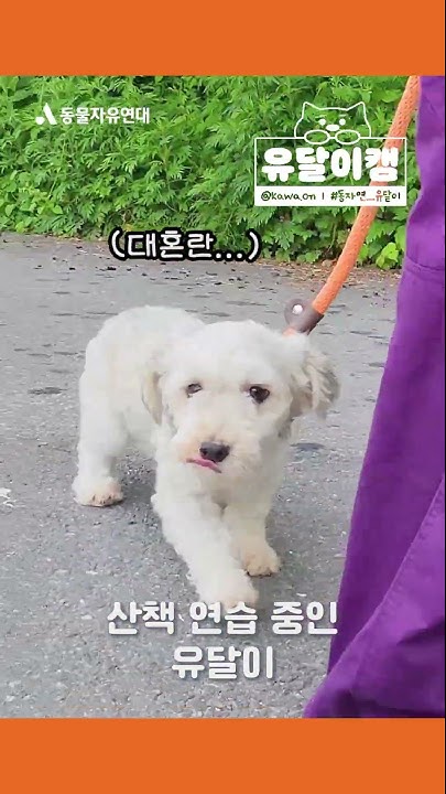 동물자유연대 - Youtube