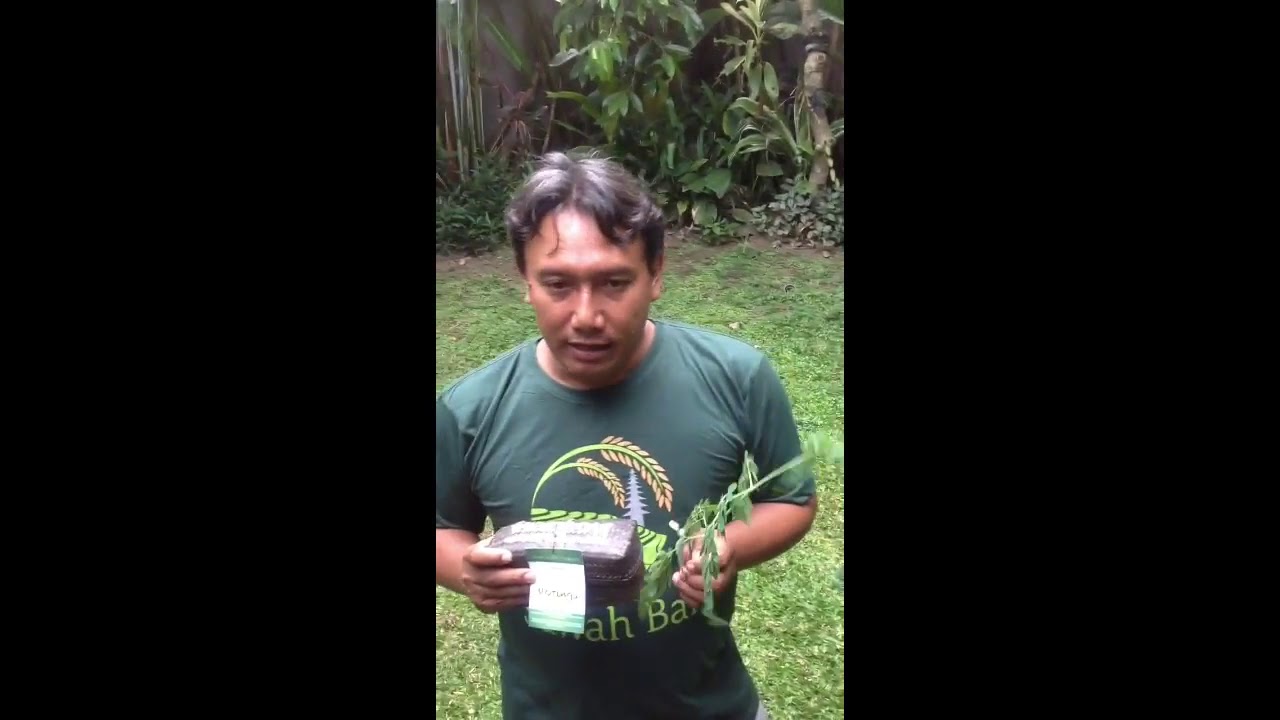 Moringa Daun Kelor 