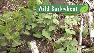 Weed of the Week #1040 Wild Buckwheat (Air Date 3-11-18)