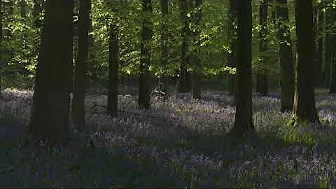 4K HDR Bluebell Woods   English Forest   Birds Singing   No Loop   Relaxing Nature Video & Sounds